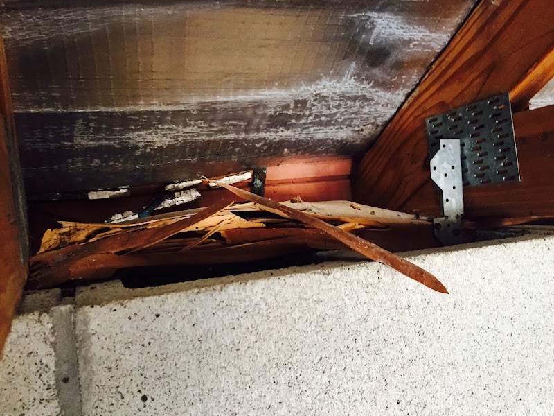 CTP Pest & Building Inspections