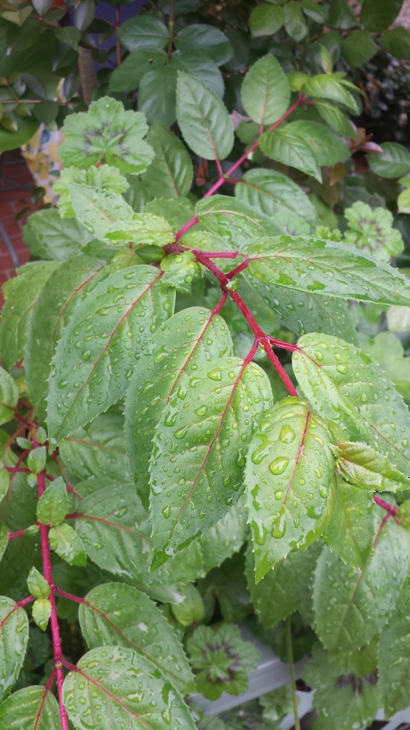 Daley Gardening and Maintenance