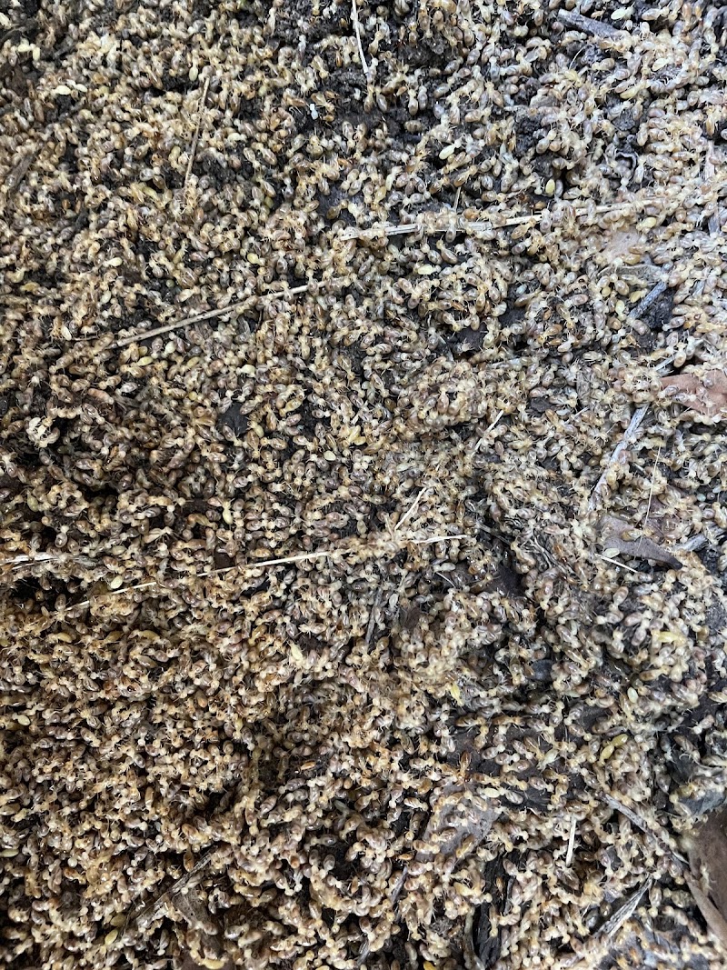 Elite Building & Pest Services