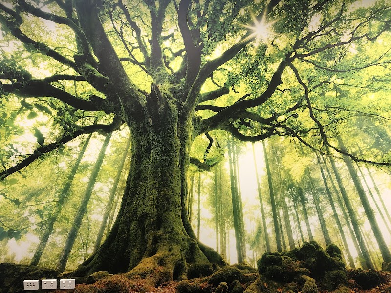 Greentree Chiropractic Newcastle