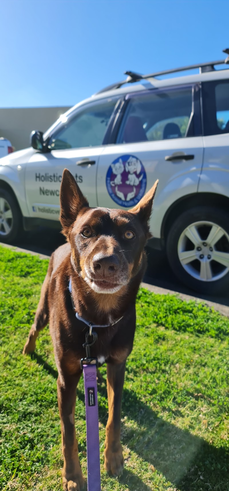 Holistic Vets Newcastle