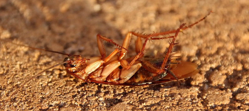Master Kill Pest Control Warners Bay