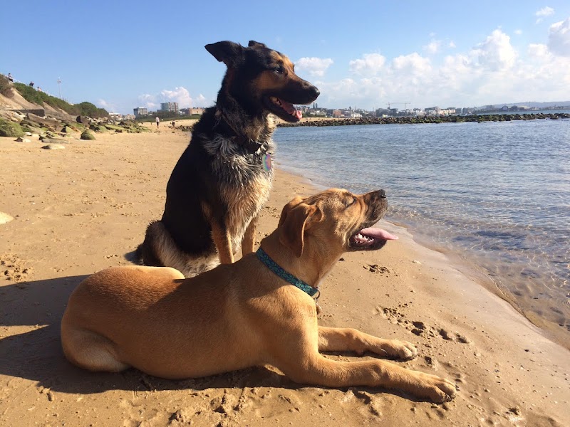Merewether Veterinary Hospital