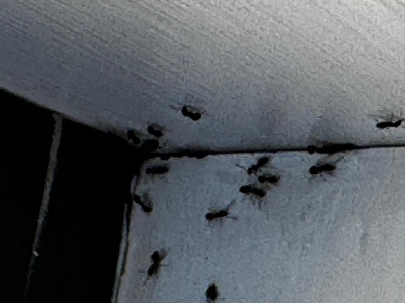 Newcastle Pest Exterminators