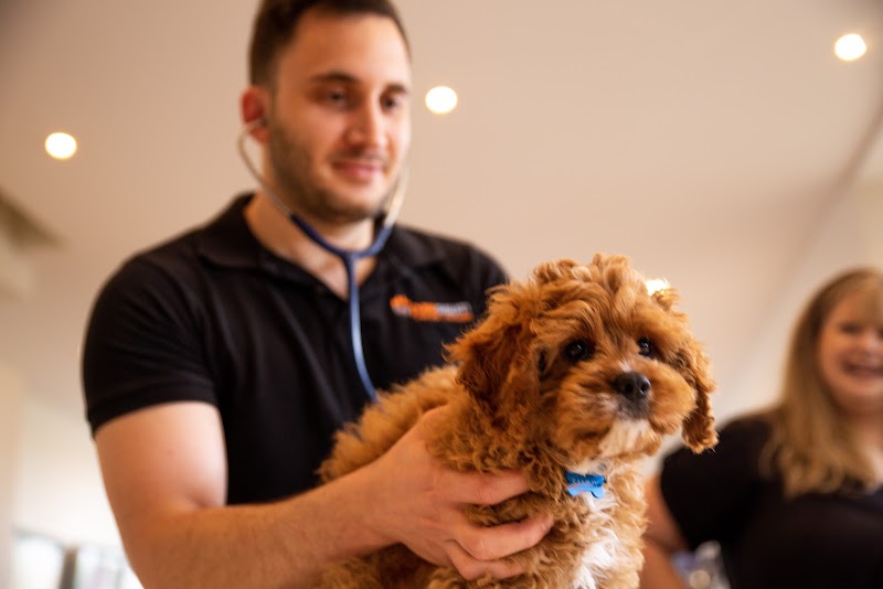 Pawssum mobile vets Newcastle & Central Coast